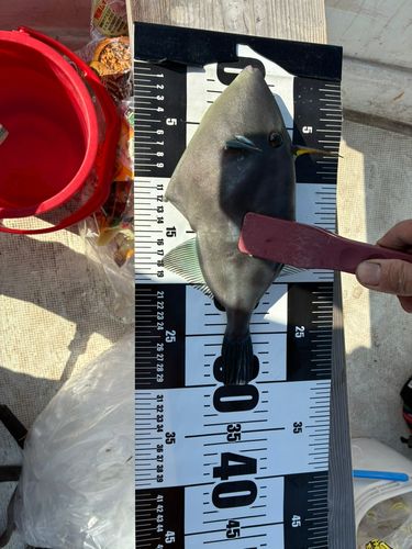 ウマヅラハギの釣果