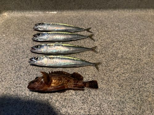 サバの釣果