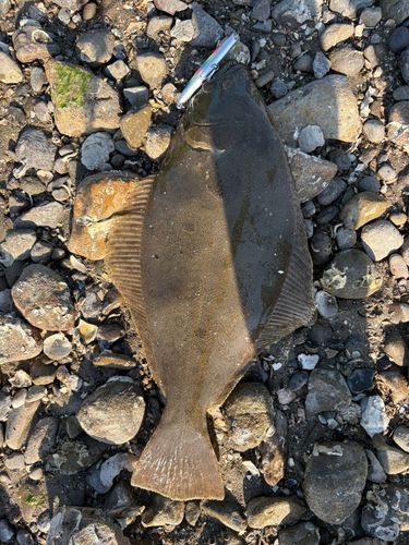 ヒラメの釣果
