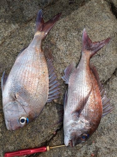 マダイの釣果