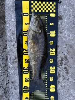 スモールマウスバスの釣果