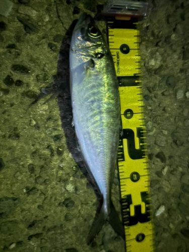マアジの釣果