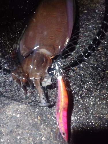 モンゴウイカの釣果