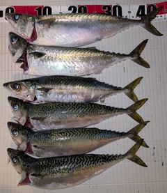 サバの釣果