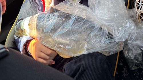 サクラマスの釣果