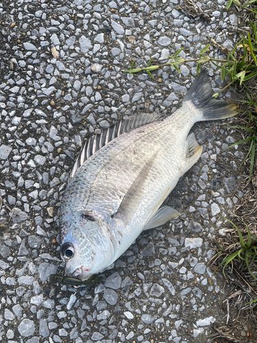 キビレの釣果