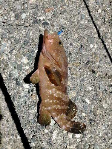 キジハタの釣果