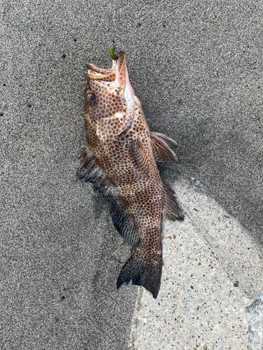 オオモンハタの釣果