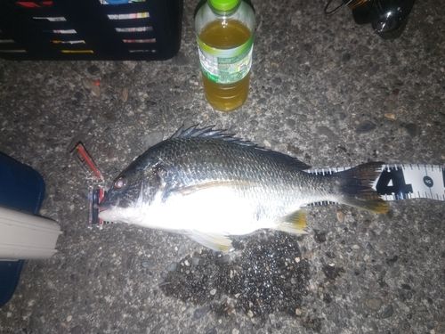キビレの釣果