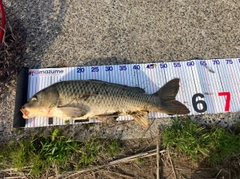 コイの釣果