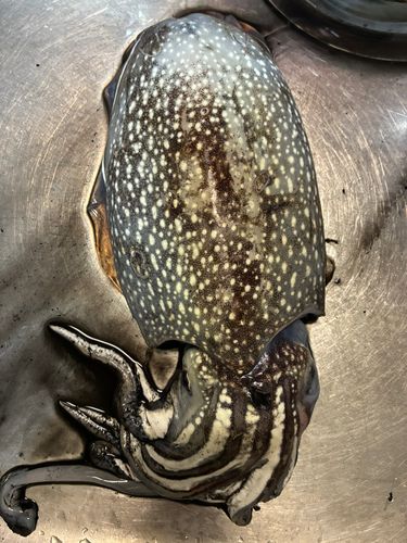 シリヤケイカの釣果