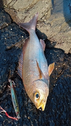 イサキの釣果