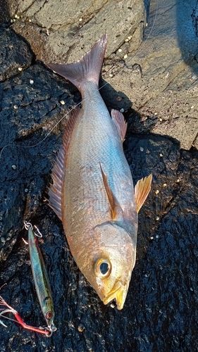 イサキの釣果