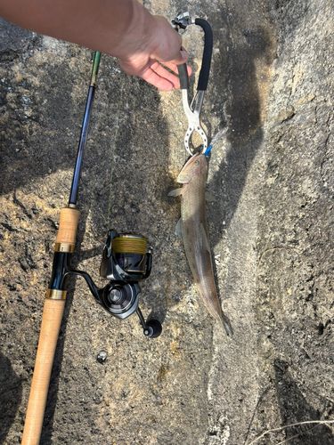 エソの釣果