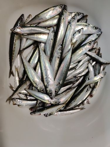 サバの釣果