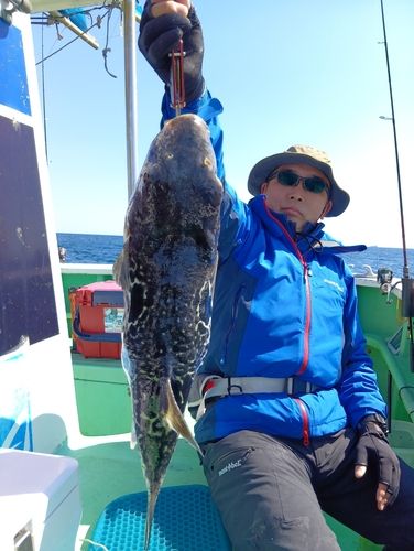 トラフグの釣果