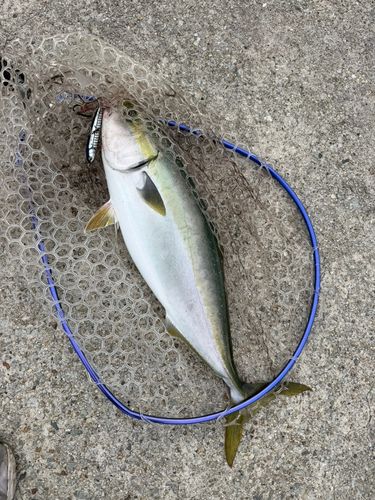メジロの釣果