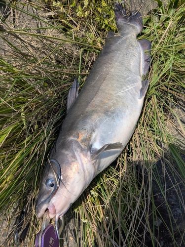 アメリカナマズの釣果