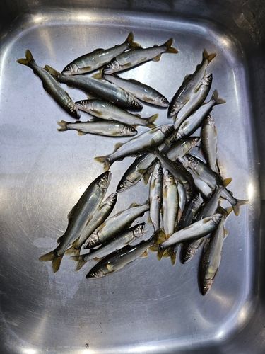 アユの釣果