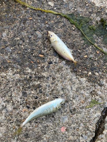 アジの釣果