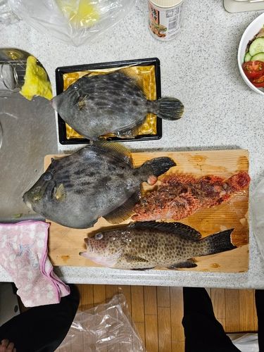 カワハギの釣果