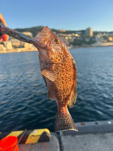 オオモンハタの釣果