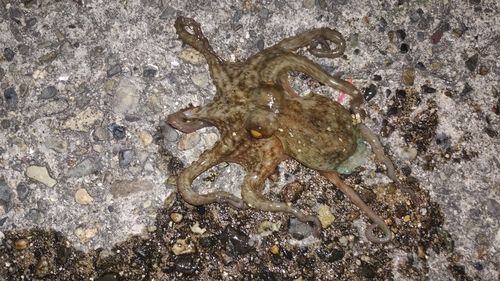 タコの釣果