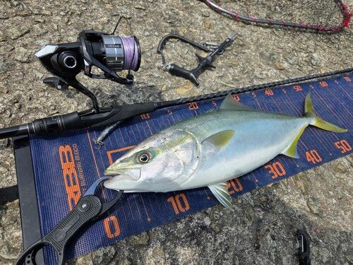 ヤズの釣果