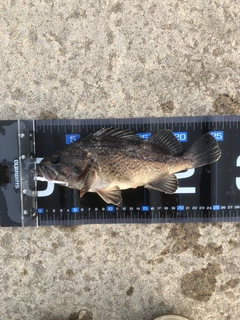 クロソイの釣果