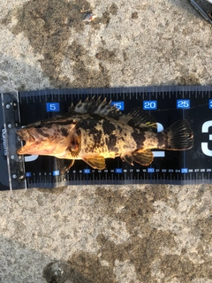 タケノコメバルの釣果
