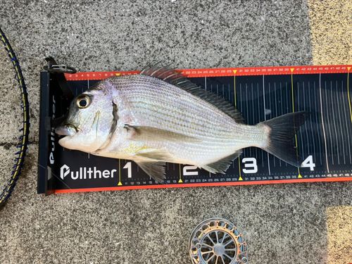 ヘダイの釣果
