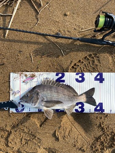 チヌの釣果