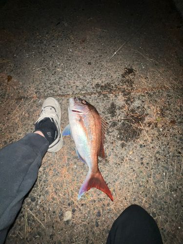 タイの釣果