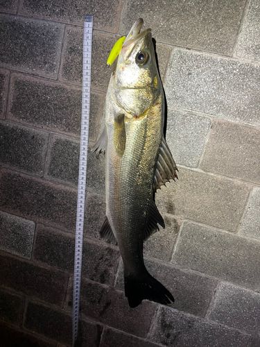 シーバスの釣果