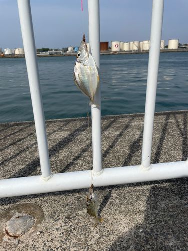 ヒイラギの釣果