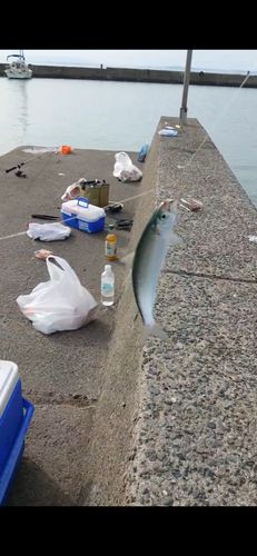 カタボシイワシの釣果
