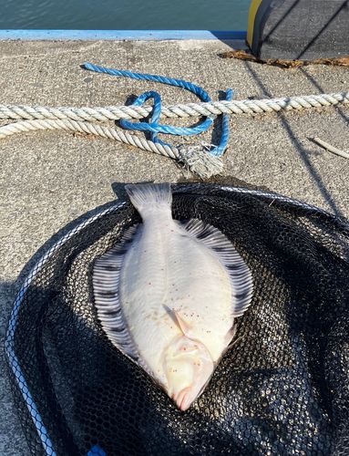 クロガシラガレイの釣果
