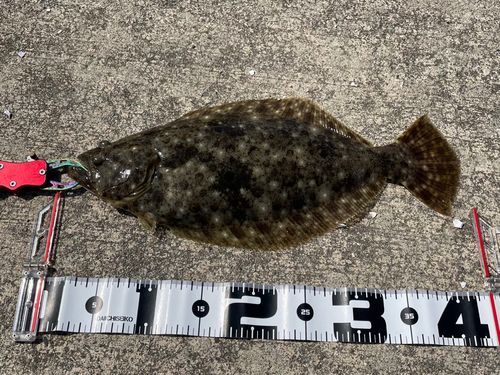 ヒラメの釣果