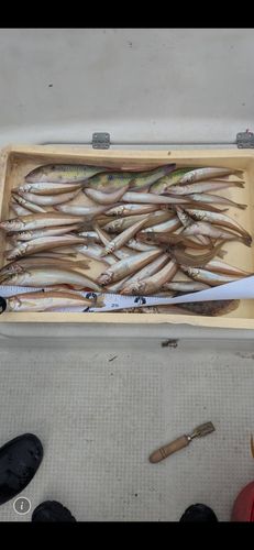 キスの釣果