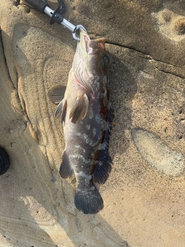 クエの釣果