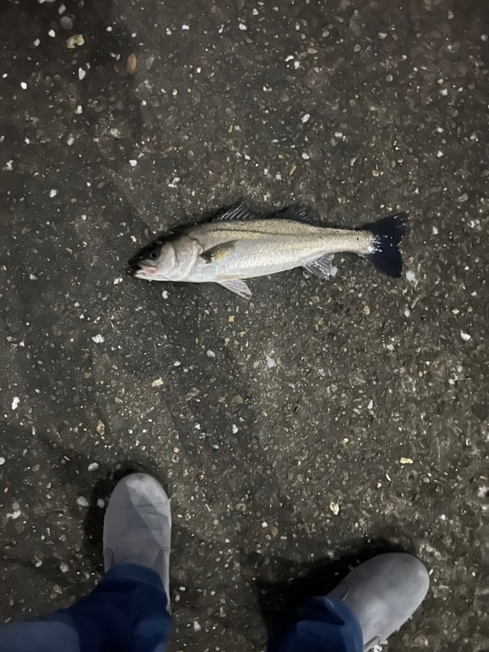 アングラー03865718 さんの 2026年05月02日のシーバスの釣り・釣果情報