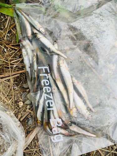 コアユの釣果