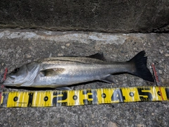 セイゴ（マルスズキ）の釣果