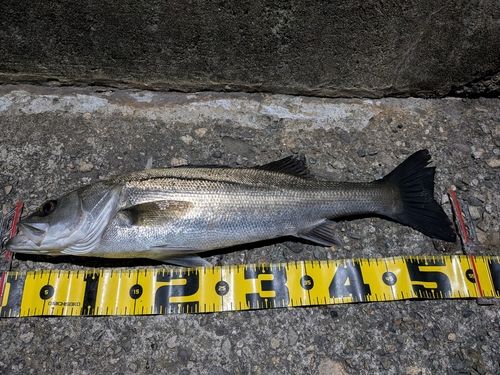 セイゴ（マルスズキ）の釣果