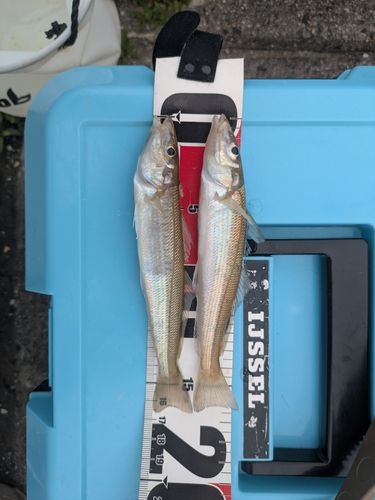 キスの釣果