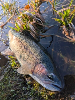 ニジマスの釣果