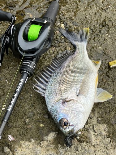 キビレの釣果