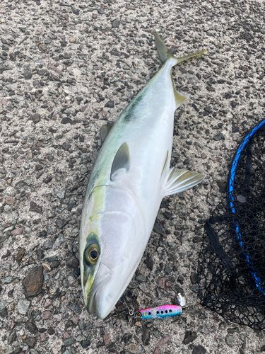 イナダの釣果