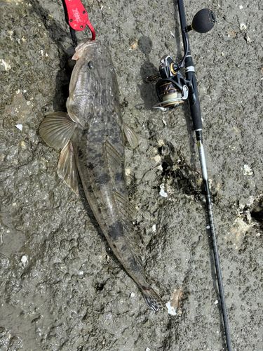 マゴチの釣果