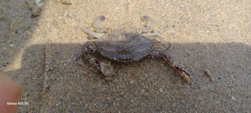 ワタリガニの釣果